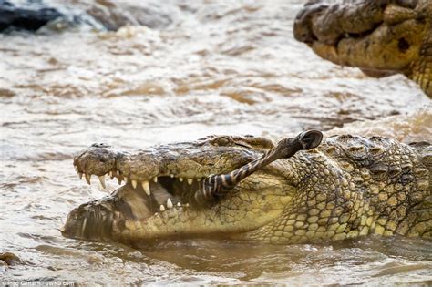 Crocodile Eating Zebra, Horrifying Moment Zebra Is Ripped Apart Trying ...