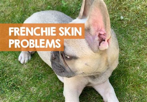 french bulldog skin problems issues allergies bumps