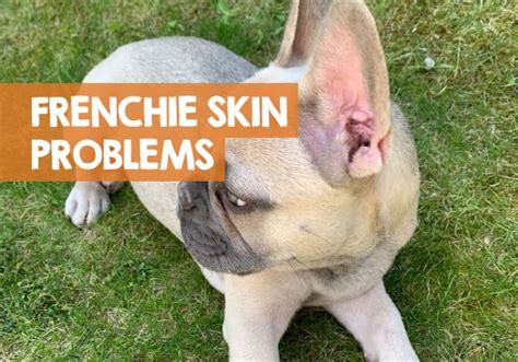 French Bulldog Skin Problems, Issues, Allergies & Bumps