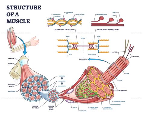 structure  muscle  isolated myosin  actin closeup outline
