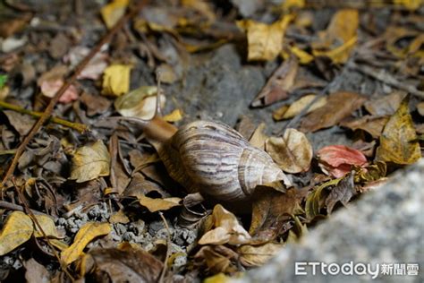 蝸牛小米粽釀3死！食用60年阿美族：怎麼會這樣吃？ 曝料理關鍵 Ettoday社會新聞 Ettoday新聞雲