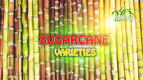 Sugarcane Varieties Youtube