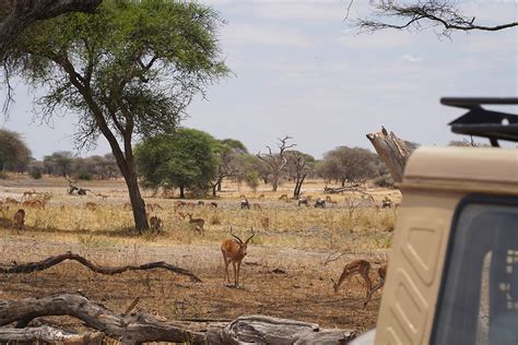 Hot Air Balloon Safari In Tanzania Days Itinerary