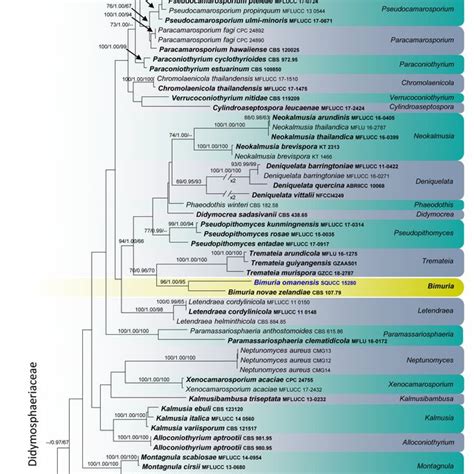 Raxml Tree Based On Analysis Of A Combined Dataset Of Lsu Its And