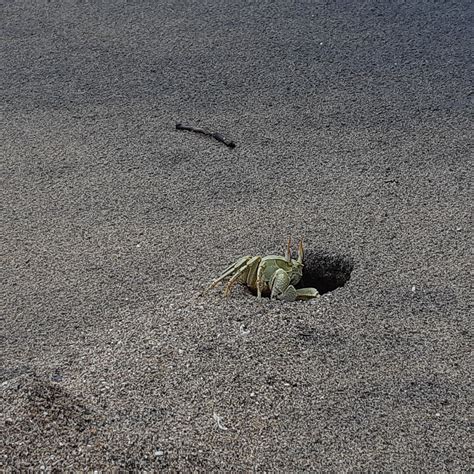 Crab Beach Sea Free Photo On Pixabay Pixabay