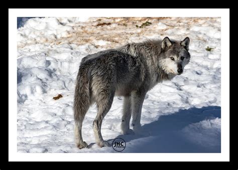 Alaskan Timber Wolf Size