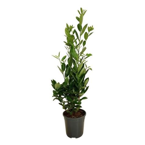 Prunus Laurocerasus Greentorch Plant Wholesale FlorAccess