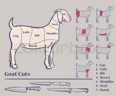 Goat meat cuts, Diagram, excellent vector illustration, EPS 10 | Stock ...