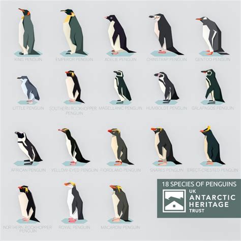 18 Different Types Of Penguins Nature Blog Network