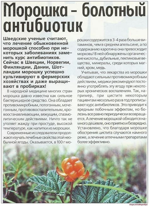 Морошка | Фитотерапия, Траволечение, Целебные травы