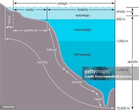 The Littoral Zone Photos and Premium High Res Pictures - Getty Images