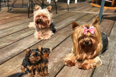 Astonishing Facts On Yorkies Having Babies Exposed Our Yorkie