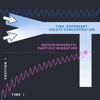 Phys Rev Fluids 9 044203 2024 Enhanced Diffusiophoresis In Dead