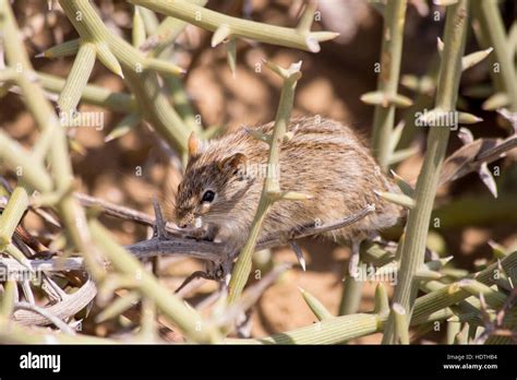 Desert mouse, Namib Desert, Namibia Stock Photo - Alamy