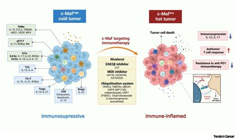 Transcription Factor C Maf Targeted Cancer Immunotherapy Trends In Cancer