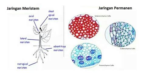 Perbedaan Jaringan Dan Sistem Jaringan Perbedaan