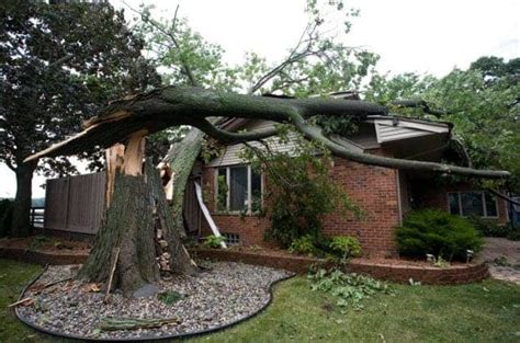 Can Trees Damage Your Roof Midwest Roof Solar