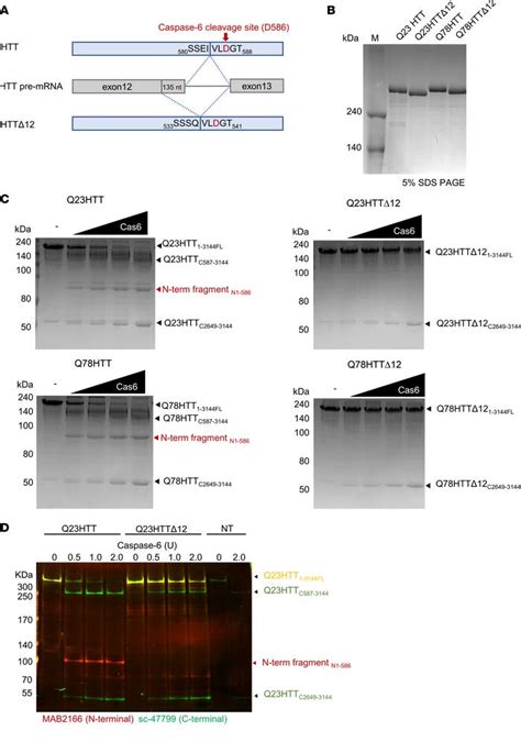 Jci Insight A Pathogenic Proteolysisresistant Huntingtin Isoform