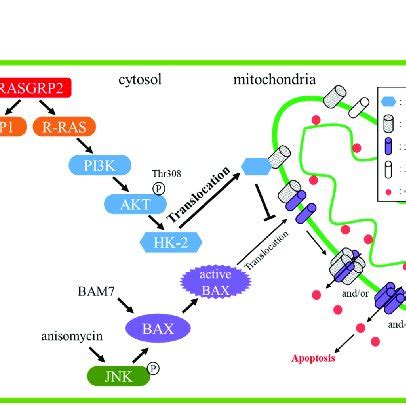 Domain Architecture Of Rasgrp Rasgrp Is A Multidomain Protein