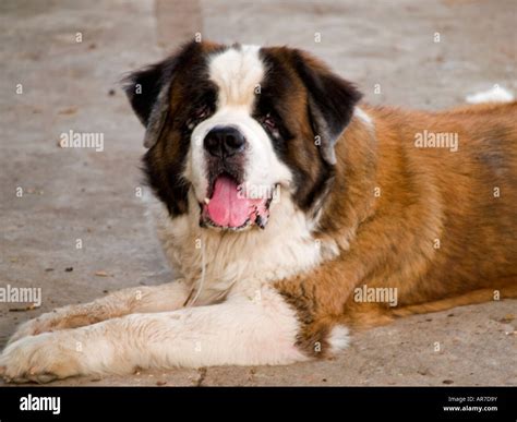 drooling st bernard stock photo alamy