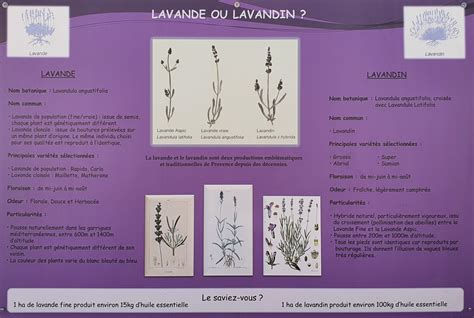 Lavanda o lavandina: quale troviamo in Provenza? - Viaggi da Fotografare