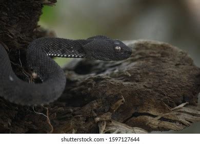 Mangrove Pit Viper High Venom Stock Photo 1597127644 | Shutterstock