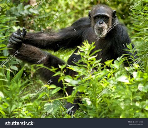 Chimpanzee Posing Photo Stock Photo 139843798 Shutterstock