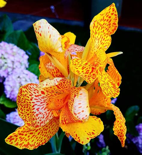 Beautiful Yellow Canna Lily Flower Stock Image Image Of Indian Field