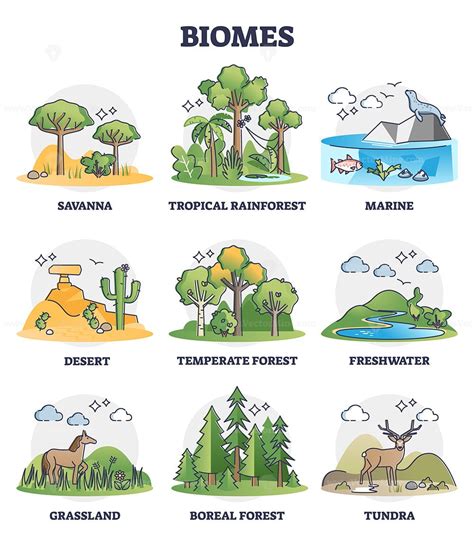 Biomes as biogeographical climate zones division in outline collection ...