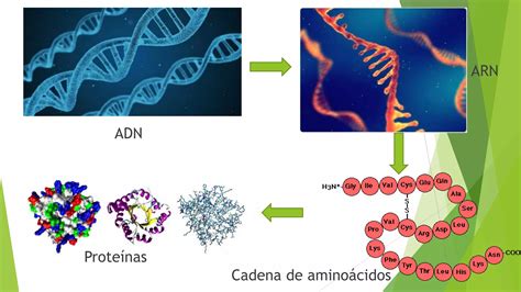 Sintesis De Proteinas Pptx