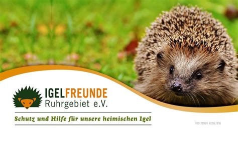 Nahrung Des Igels Igelfreunde Ruhrgebiet Ev Igel Füttern