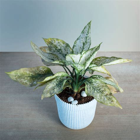 Aglaonema Snow White Plant Buy Online In India From Vitri Greens