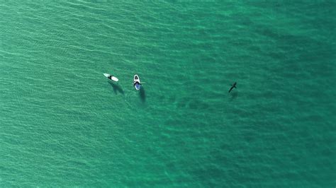 Shark That Ate Year Old Russian Tourist On Camera In Front Of Father