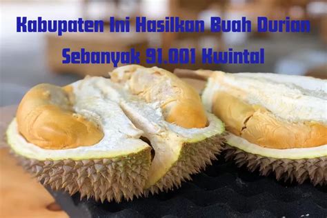 4 Daerah Penghasil Durian Terbesar Di Provinsi Riau Juaranya Bukan