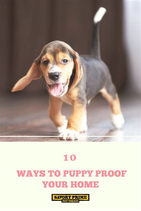 10 Ways To Puppy Proof Your Home Savory Prime Pet Treats