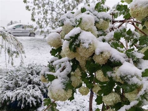 Aprilski Snijeg Stigao U Bih