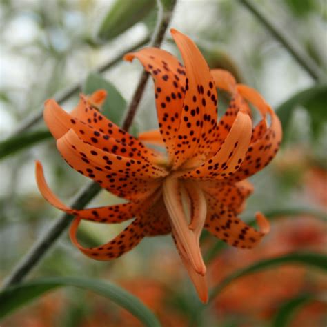 Lilium Lancifolium Flore Pleno