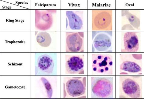 multiple images of different types of cells in the human body ...