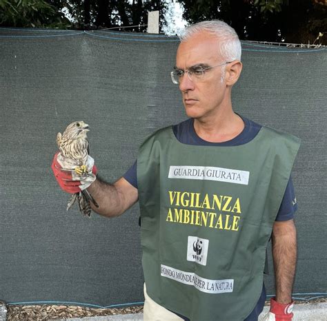 WWF Caserta Recuperato Un Falco BelvedereNews