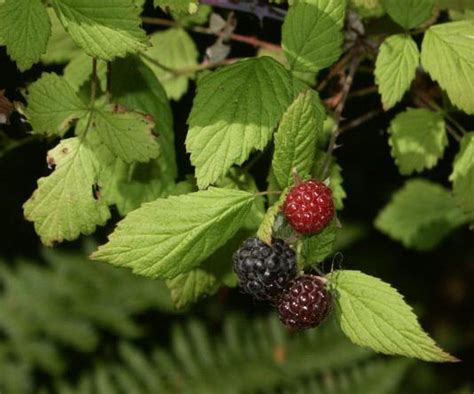 Black Cap Rasberry