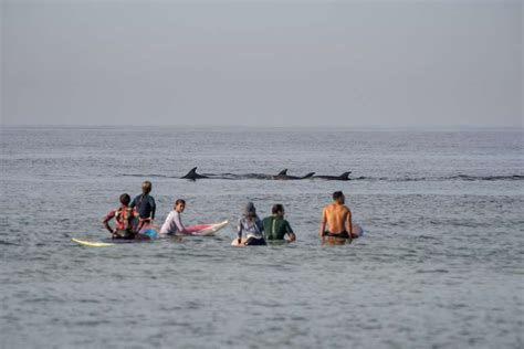 Golfinhos S O Vistos Na Praia Da Barra Na Manh Deste S Bado