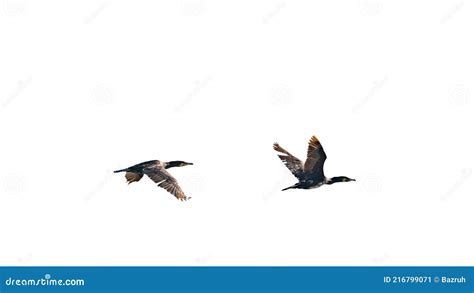 Flock Of Migratory Red Crested Pochard Flying On Lake Freshwater And