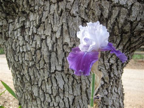 Fotos Gratis Rbol Flor Hoja Nica Flora Planta Floreciendo