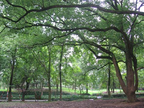 Hangzhou Botanical Garden by Mijiumijiu on DeviantArt