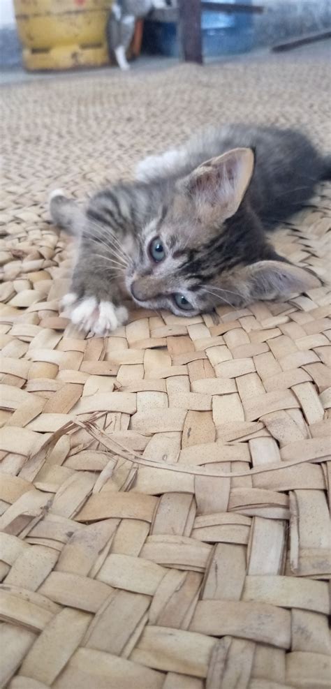 Constipation in cats – BEING A VET