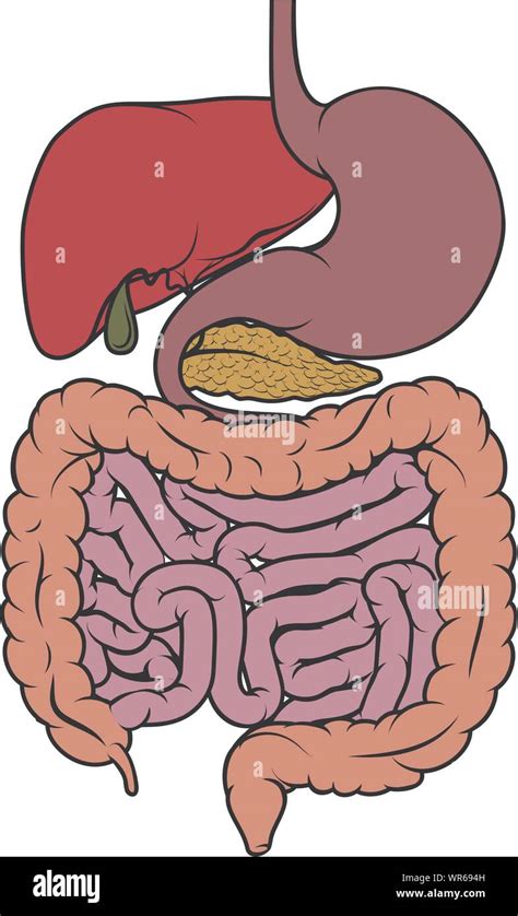 Anatomie Schéma De Lappareil Digestif De Lintestin Image Vectorielle