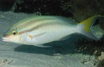 bald spot monocle bream scolopsis temporalis fish species  bald
