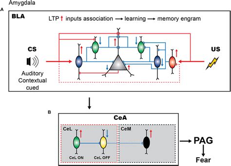 Inhibitory Circuits Of Amygdala In Fear Learning A Presentation Of