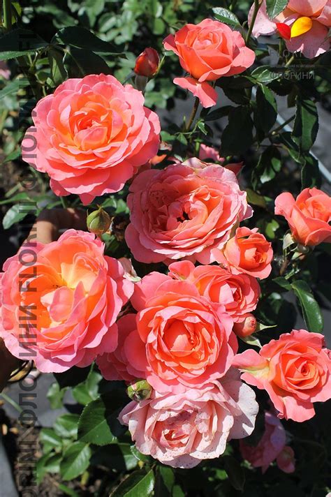 Пинк абунданс роза - фото и картинки: 69 штук