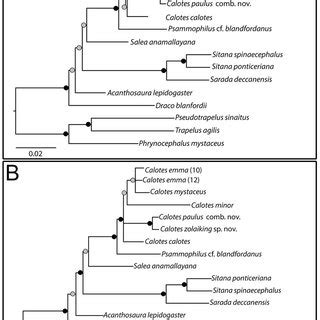 Phylogeny Constructed Using Concatenated Nuclear Dataset Ptger